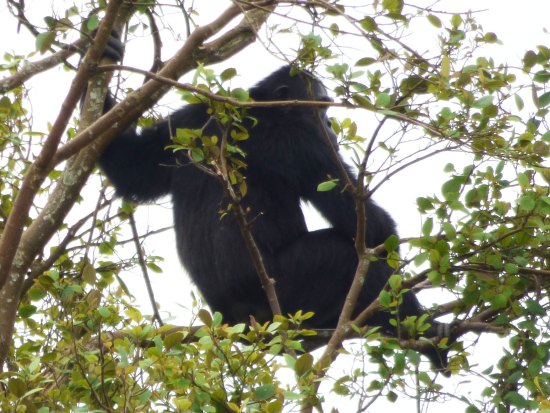 chimpanzee Kibale Forest Sunbird Hill