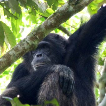 chimpanzee Kibale Forest Uganda. Charlotte Beauvoisin Diary of a Muzungu