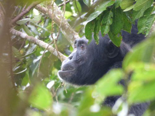 chimpanzee seen from Sunbird Hill, Kibale Forest edge, Uganda. Charlotte Beauvoisin