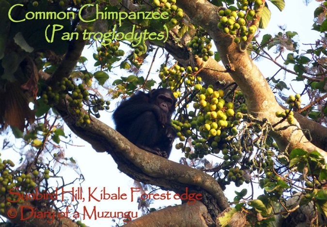 Chimpanzee. Kibale Forest, Sunbird Hill Uganda. Charlotte Beauvoisin