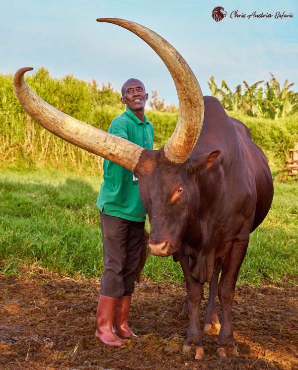 Chris Austria Safaris, Uganda