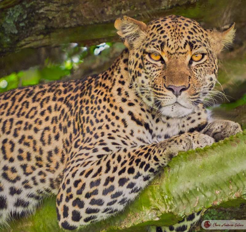 Chris Austria Safaris, Uganda