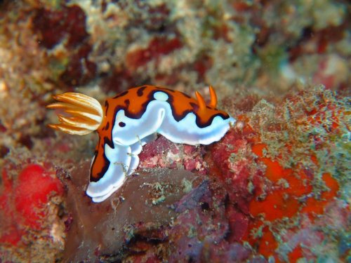 Chromodoris-Gleniei nudibranch. Snorkel Watamu. Photo Turtle Bay Dive Centre