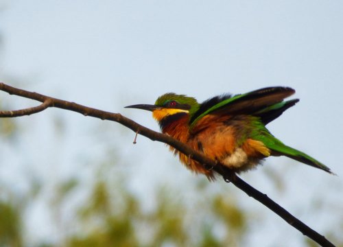 Cinnamon-chested Bee eater. Lake Saka, Saaka, Fort Portal