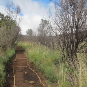 Well-trodden trails. How to climb Mount Kilimanjaro