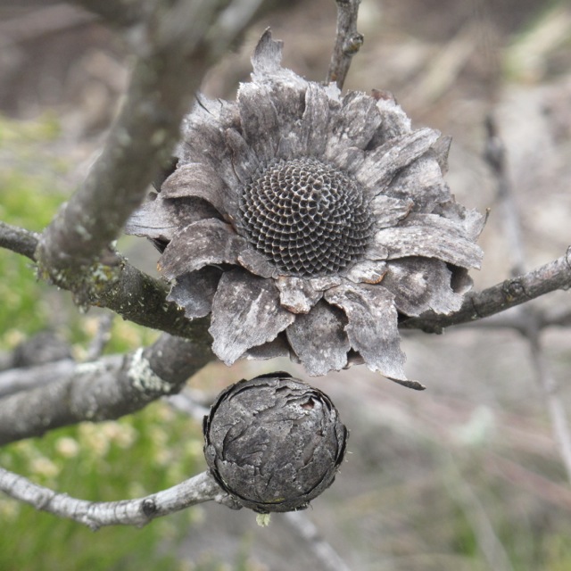 dry Protea kilimanjaro. How to climb Mount Kilimanjaro