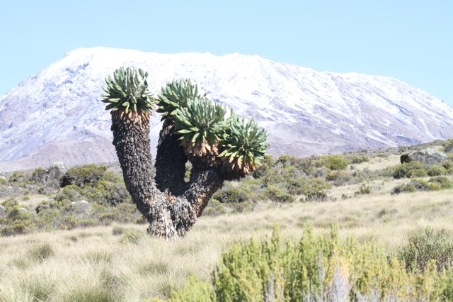 How to climb Mount Kilimanjaro