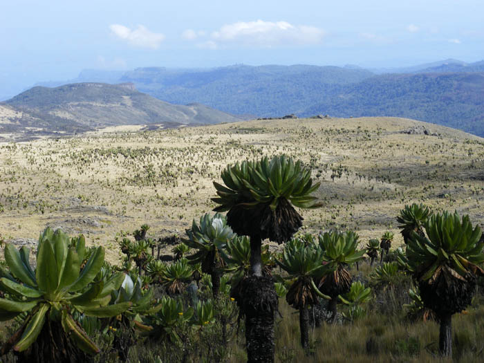 climbing Mount Elgon, hiking, Uganda