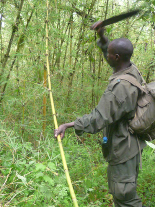 Cutting bamboo walking sticks. climbing Mount Elgon, hiking, Uganda