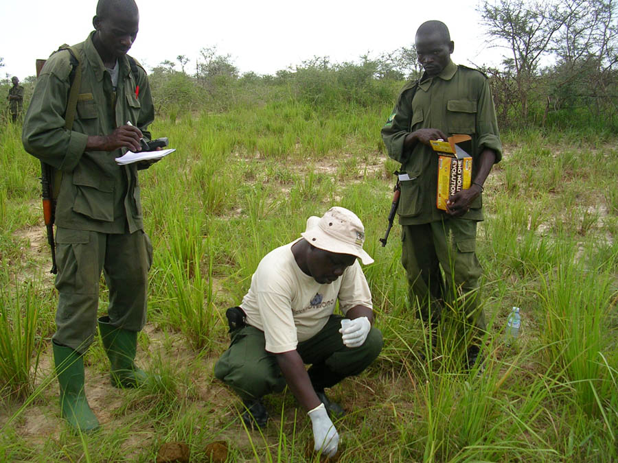 Collecting elephant DNA. P.Atimnedi UWA