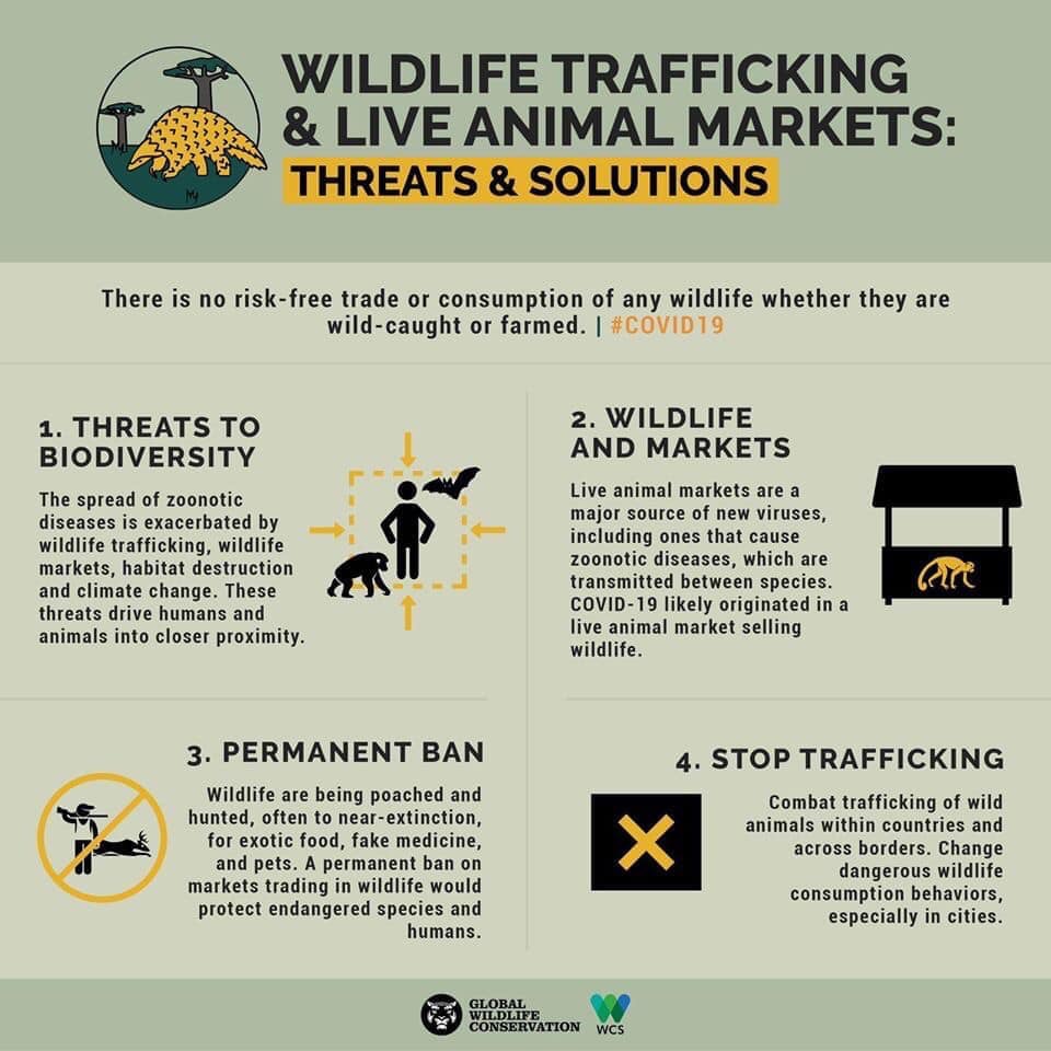 Wildlife trafficking and live animal markets. Corona Virus