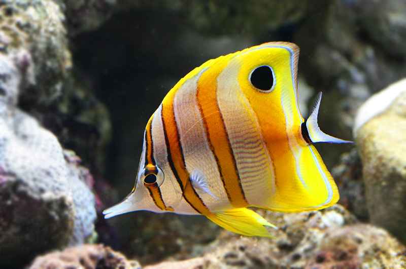 snorkel Watamu Damselfish, Angelfish Butterflyfish