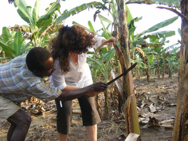 Muzungu banana pruning. Deo's model homestead, Ishasha