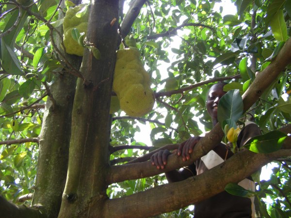 jackfruit tree, Deo's community tourism Uganda Ishasha