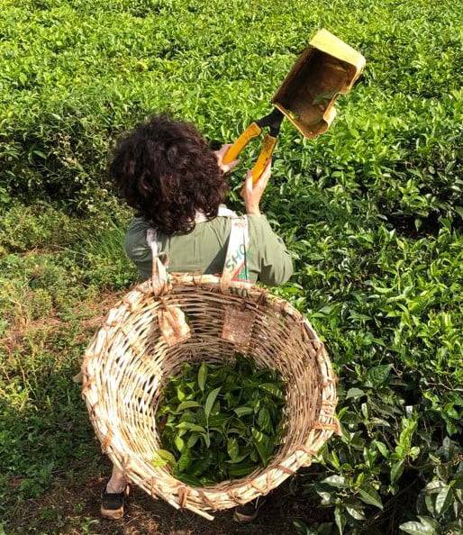 Diary of a Muzungu picking tea in plantation near Kibale Forest