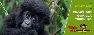 Diary of a Muzungu's Ultimate Guide to Mountain Gorilla Trekking