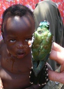 Dillon eyes up a spectacular Klaas' Cuckoo