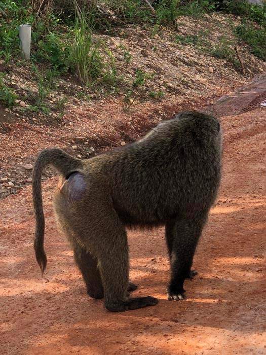 Baboon. Dolphin Tours and Travel Uganda