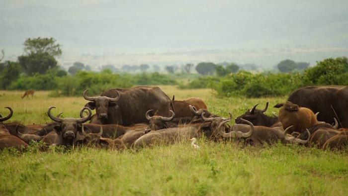 Buffaloes of Murchison Falls national park. Dolphin Tours and Travel Uganda