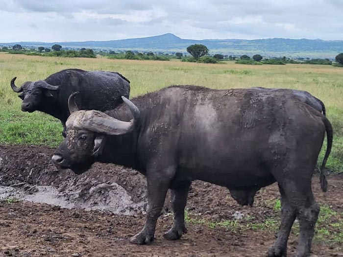 Dolphin Tours and Travel Uganda. Buffaloes in QENP