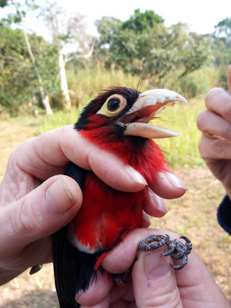 Double-toothed Barbet, Sunbird Hill, Kibale Forest edge