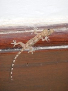 House Gecko