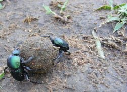 Dung beetles