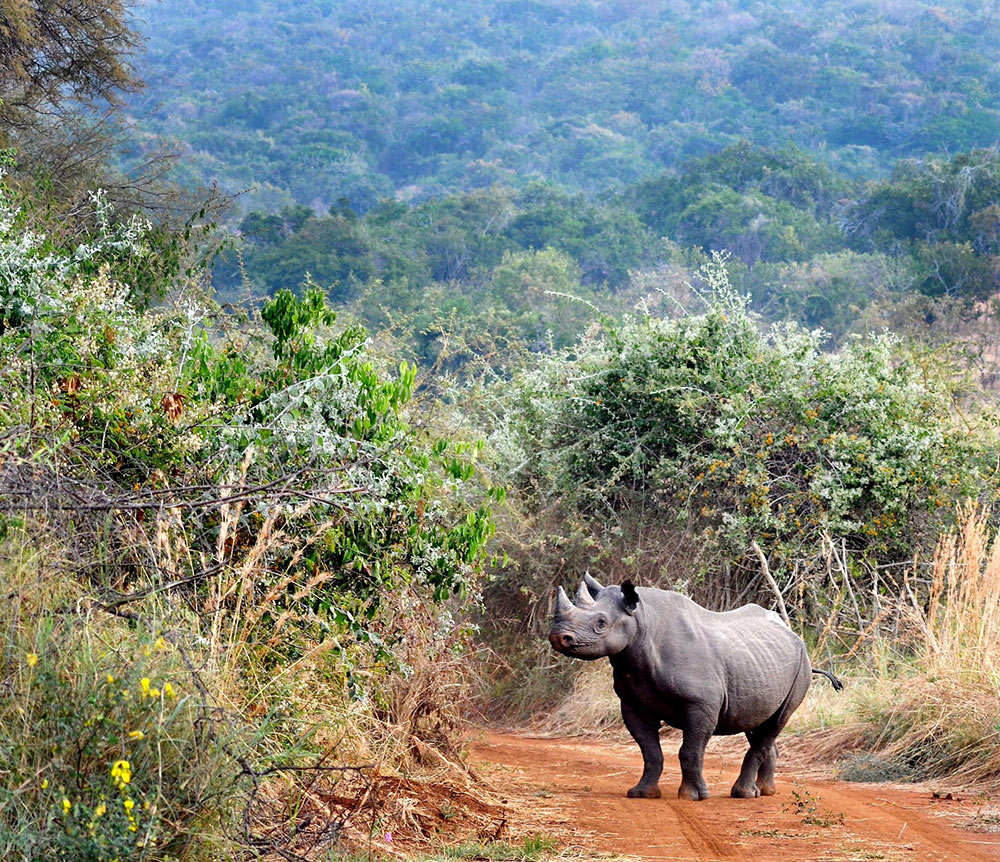 Eastern Black Rhino Akagera National Park. PHOTO RDB