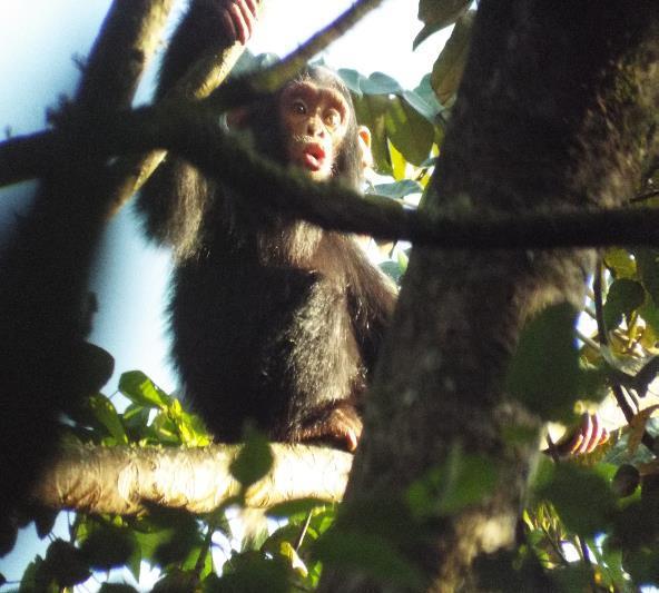 Eastern Chimpanzee. Gishwati-Mukura National Park. Photo FHA