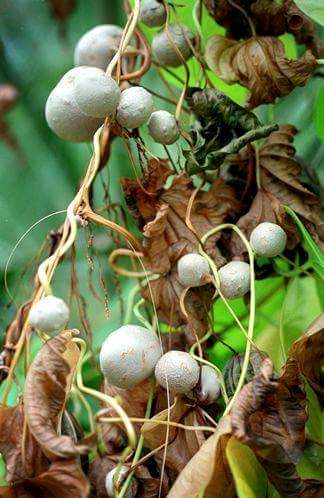 Ekkobe plant Uganda. Buganda totem