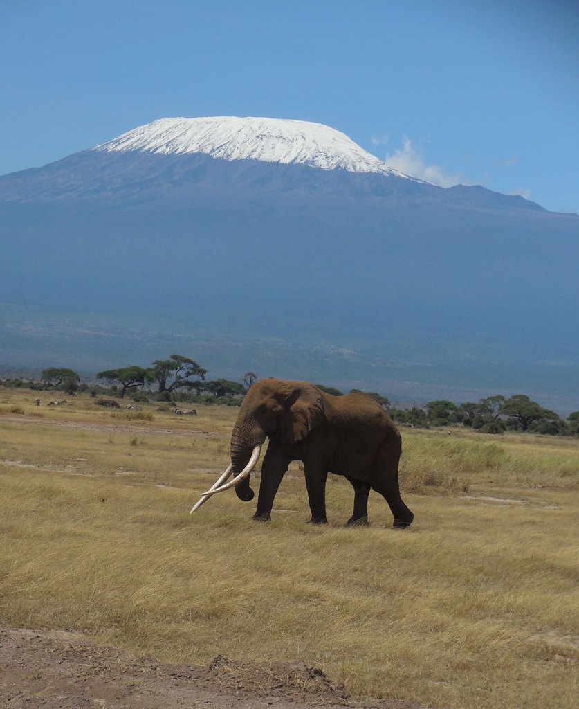 elephant-Amboseli-Kilimanjaro