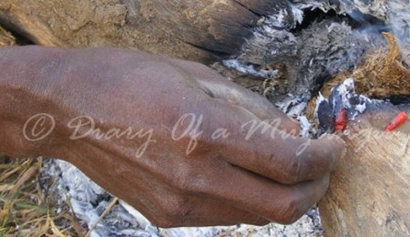 Elephant dung deterrent, Ishasha, Queen Elizabeth National Park