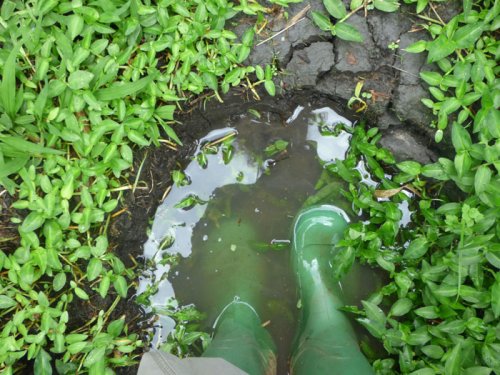 elephant footprint. Sunbird Hill, Kibale Forest, Uganda. Charlotte Beauvoisin