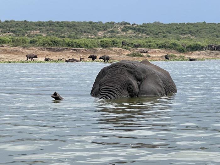 elephant in water. PHOTO Manya Africa Tours Uganda safaris