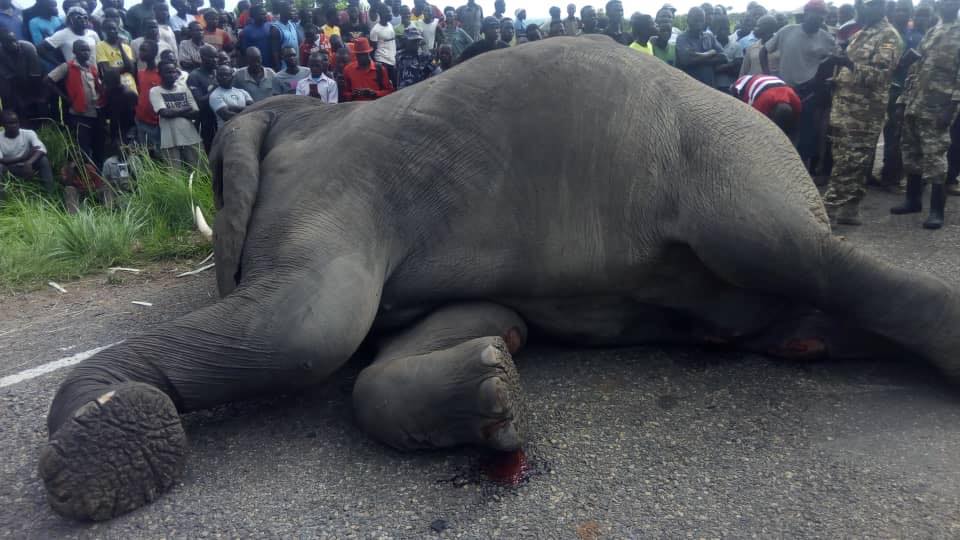 elephant killed by Gaaga bus near Pakwach May 2019 #SaveMurchisonFalls