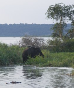 Bull elephant along the Kazinga Channel, Queen Elizabeth National Park - why I love Uganda