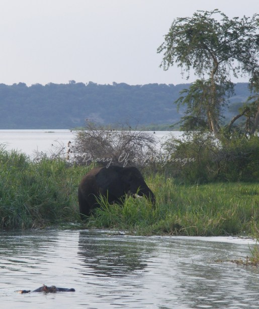 Bull elephant along the Kazinga Channel, Queen Elizabeth National Park