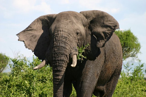 Elephant. PHOTO Uganda Conservation Foundation