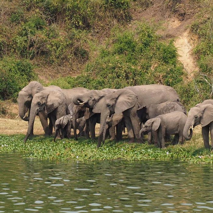 Elephants along Kazinga channel. Dolphin Tours and Travel Uganda.