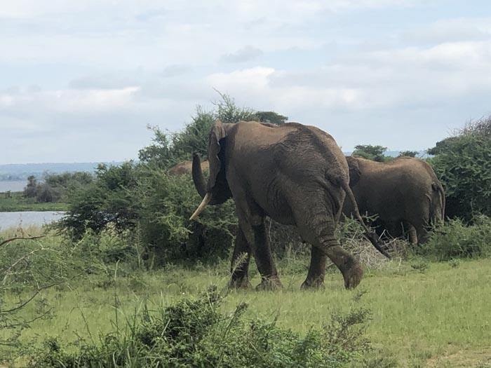 Elephants in Murchison. Dolphin Tours and Travel Uganda