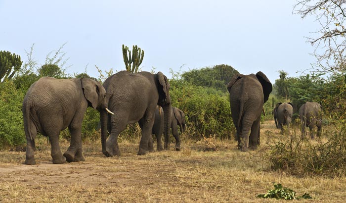 Euphorbia Lodge Queen Elizabeth National Park Uganda