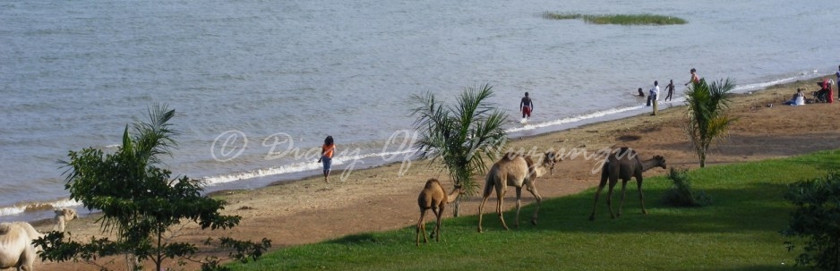 Camels on the shore of Lake Victoria in Entebbe, UWEC