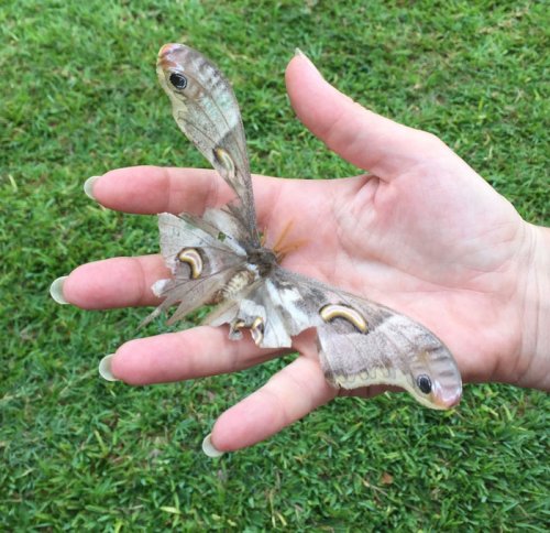 Epiphora albida, Emperor moth Kibale Forest. PHOTO Julia Lloyd