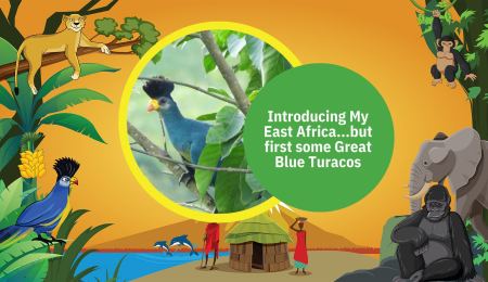 Episode 5. Introducing My East Africa ... but first some Great Blue Turaco birds