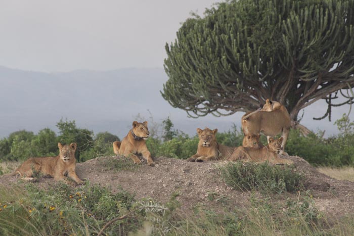 Euphorbia Lodge Queen Elizabeth National Park Uganda