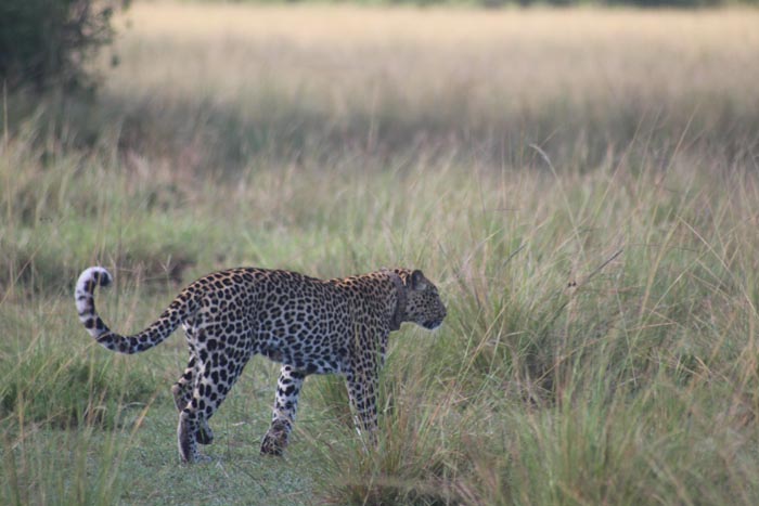 Euphorbia Lodge Queen Elizabeth National Park Uganda