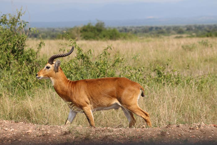 Euphorbia Lodge Queen Elizabeth National Park Uganda Kob