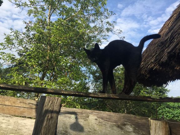 Felex the cat checks out the outdoor shower. Sunbird Hill, Kibale Forest edge