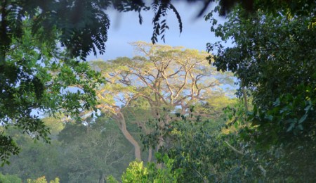 Ficus mucuso tree. Kibale Forest Uganda. Charlotte Beauvoisin