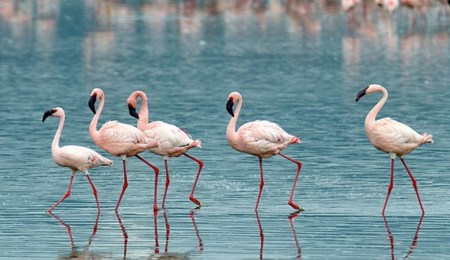 Flamingos Kenya Lakes. PHOTO Magical Kenya..